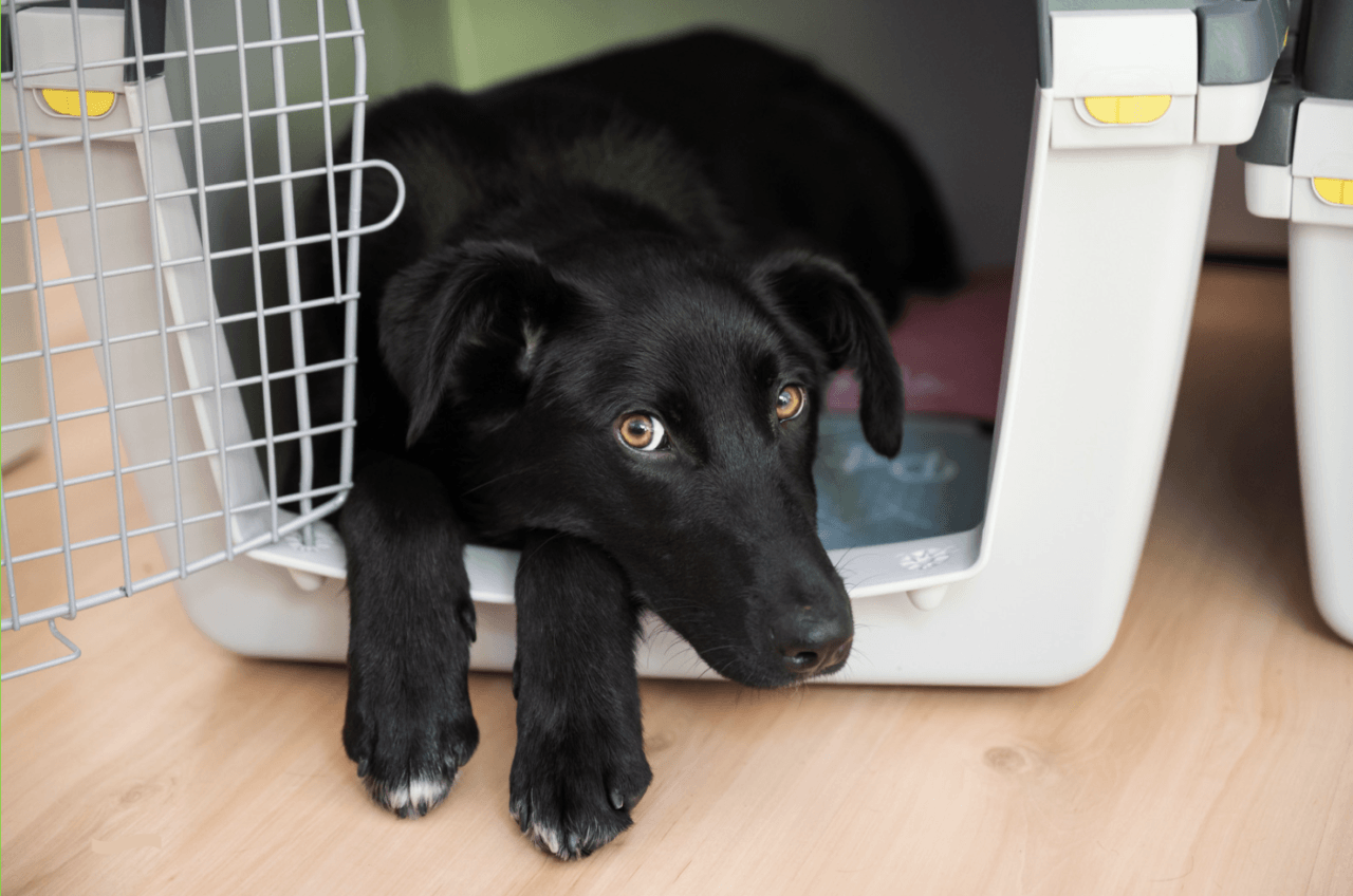 クレートの中で落ち着いている犬