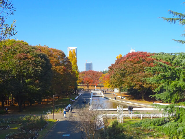 犬と代々木公園で散歩