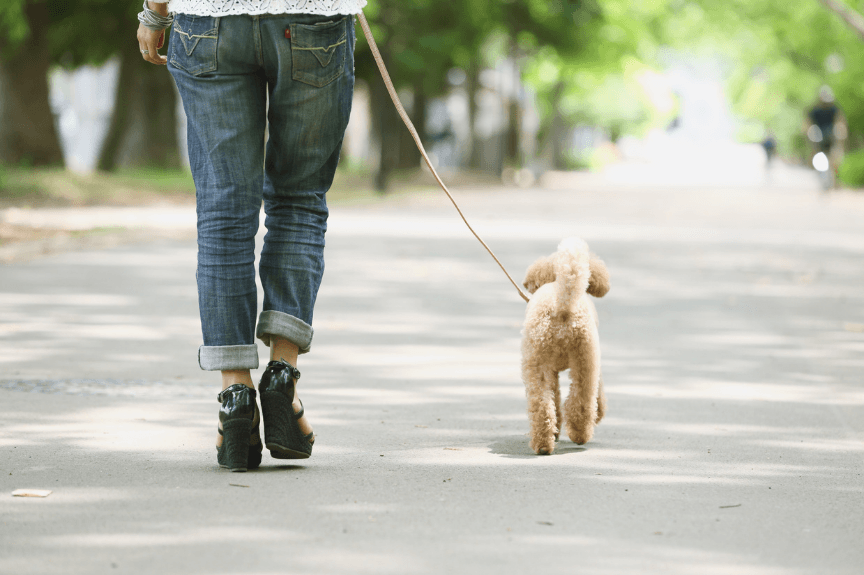 犬と一緒に歩いている写真
