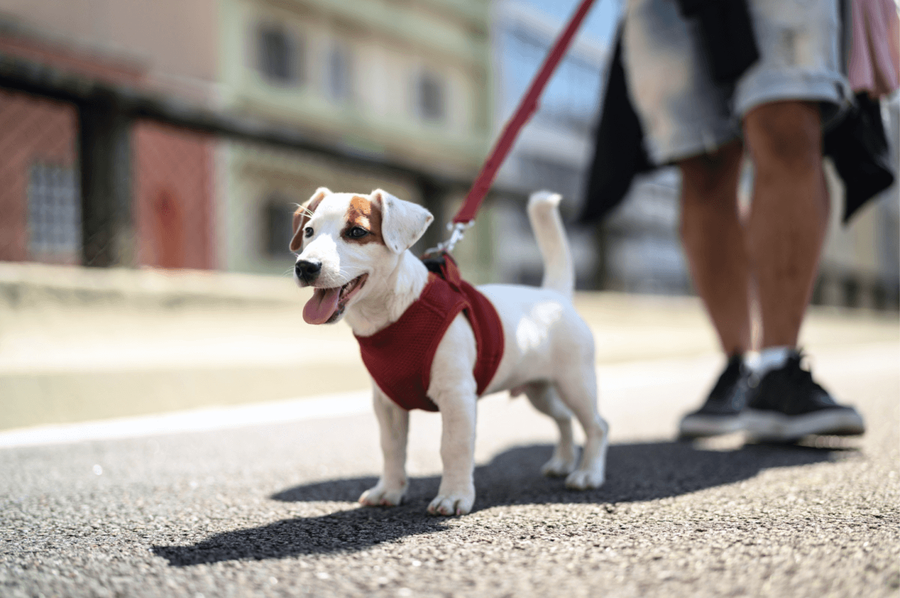 犬とお散歩する