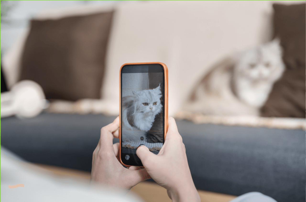 飼い主がスマホで猫を撮影している写真