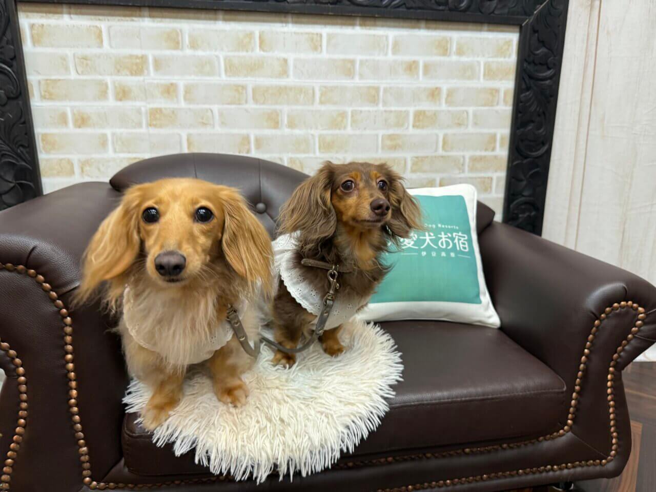 【静岡県・犬同伴OK】愛犬お宿 伊豆高原