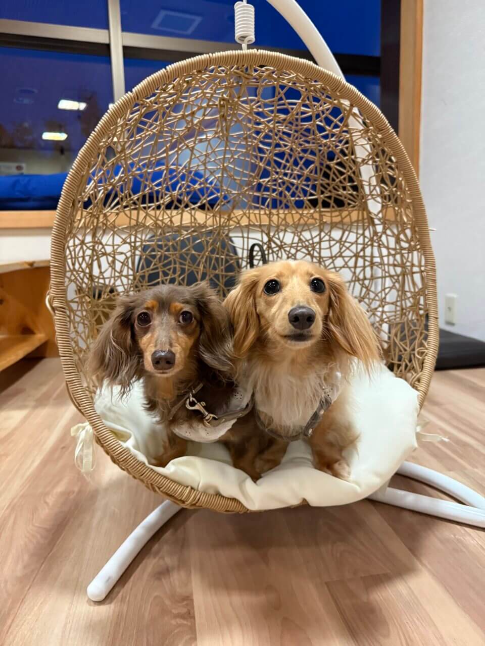 【静岡県・犬同伴OK】愛犬お宿 伊豆高原