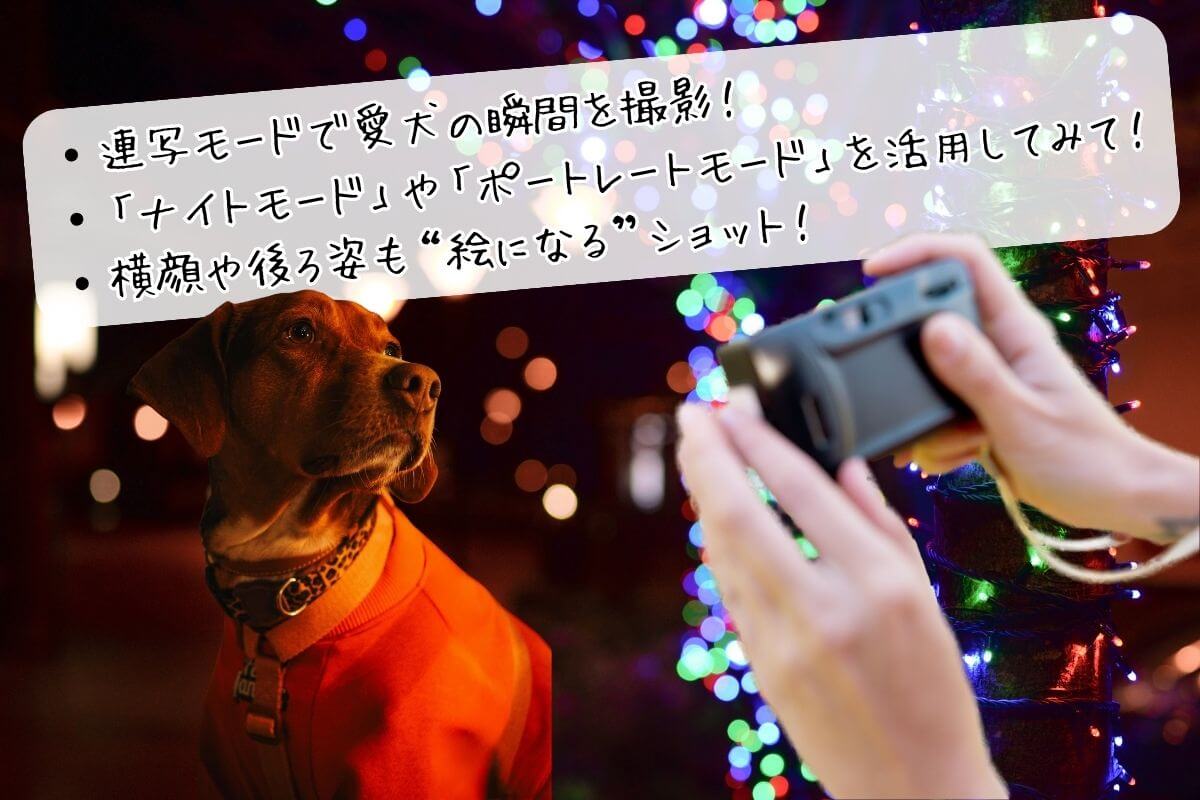 犬と行けるイルミネーション　愛犬の夜間での撮影方法